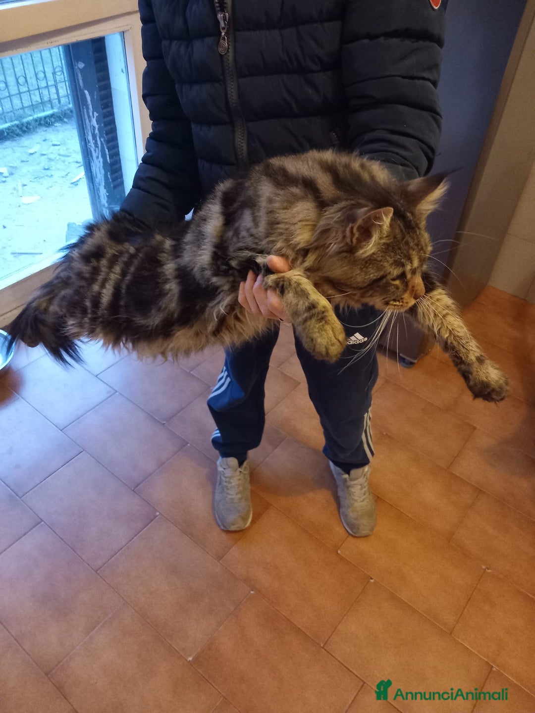 Maine Coon gatti in vendita: Maine coon  a Città metropolitana di Milano - Immagine 3