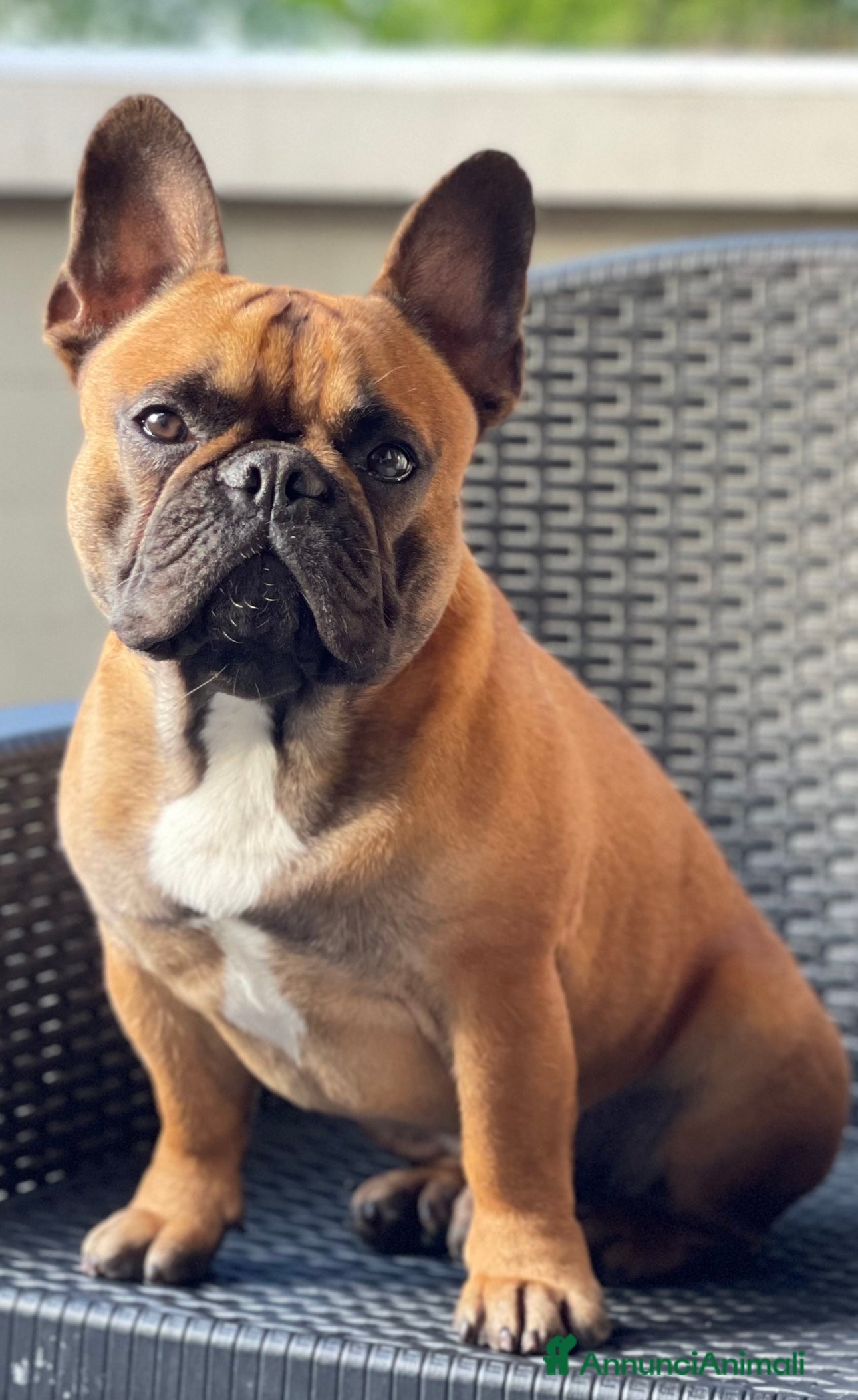 Bulldog Francese cani Monta bulldog francese - Annuncio 1