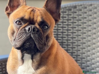 Bulldog Francese cani Monta bulldog francese - Annuncio 1