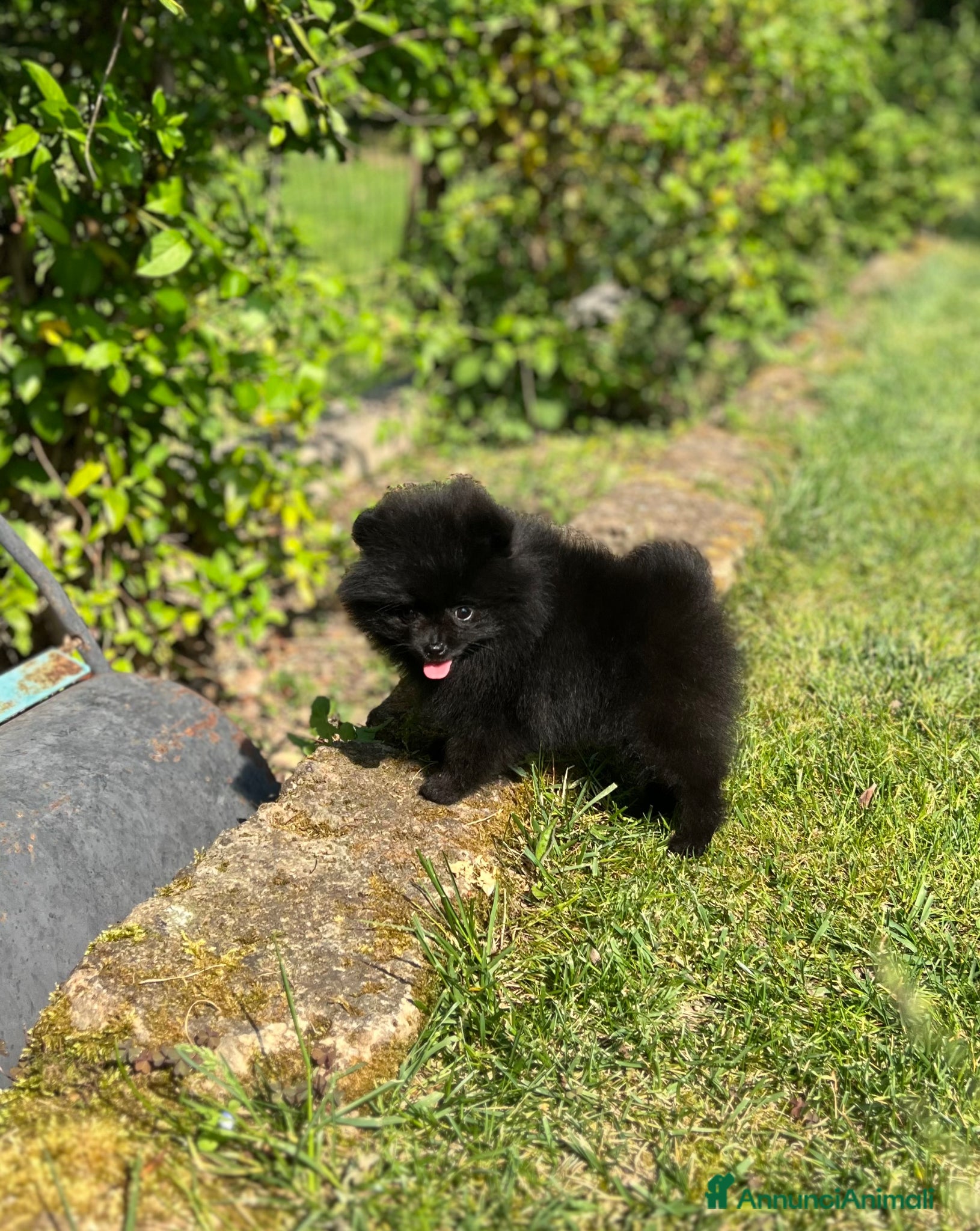 Volpino Pomerania cani Cucciola Pomerania con pedigree Enci - Annuncio 1