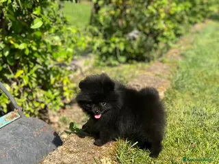 Volpino Pomerania cani Cucciola Pomerania con pedigree Enci - Annuncio 1