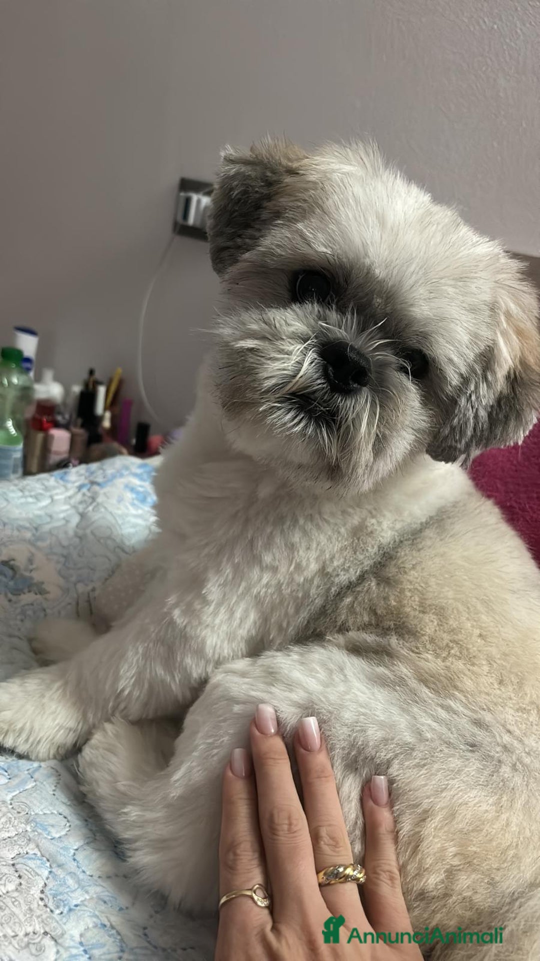 Shih Tzu cani per accoppiamento: Shihtzu cerca fidanzata a Provincia di Lucca - Immagine 2
