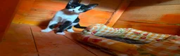 Europeo gatti in regalo: Gattine di tre mesi - Annuncio 5