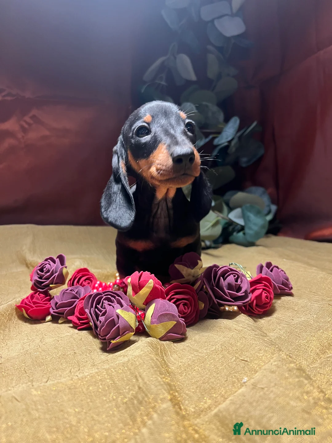 Bassotto cani in vendita: Cuccioli bassotto tedesco pelo corto  - Annuncio 25