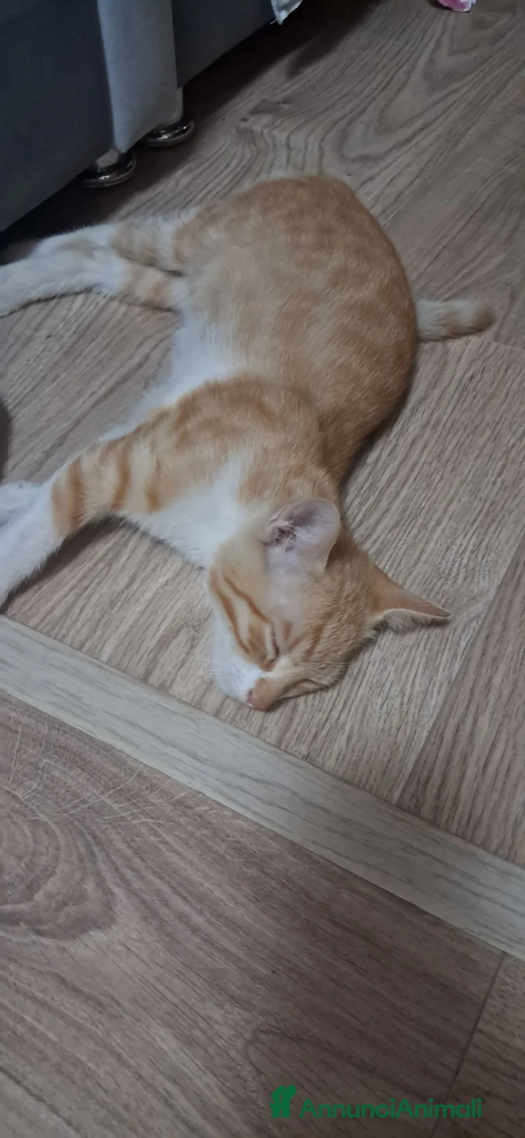 Europeo gatti in regalo: Regalo gattini  a Provincia di Bergamo - Annuncio 5