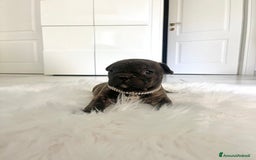 Bulldog Francese cani in vendita: Ultimi 2 cuccioli di bulldog francese  a Città metropolitana di Catania - Immagine 3