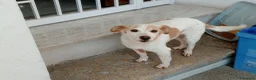Meticcio cani in regalo: PICCINO - Annuncio 4