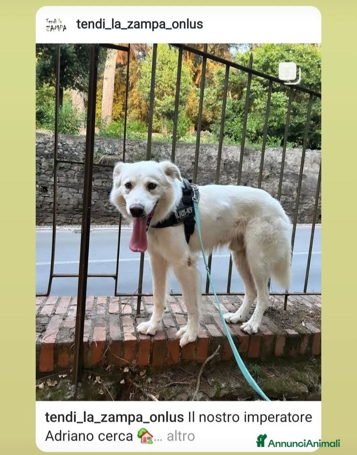 Altre razze cani Adriano, il nostro imperatore cerca casa  a Città metropolitana di Roma Capitale - Annuncio 5