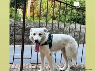 Altre razze cani Adriano, il nostro imperatore cerca casa a Città metropolitana di Roma Capitale - Annuncio 13