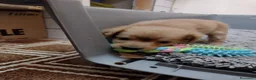 Volpino Italiano cani in regalo: Splendido cucciolo di Volpino (Catania)  - Annuncio 6
