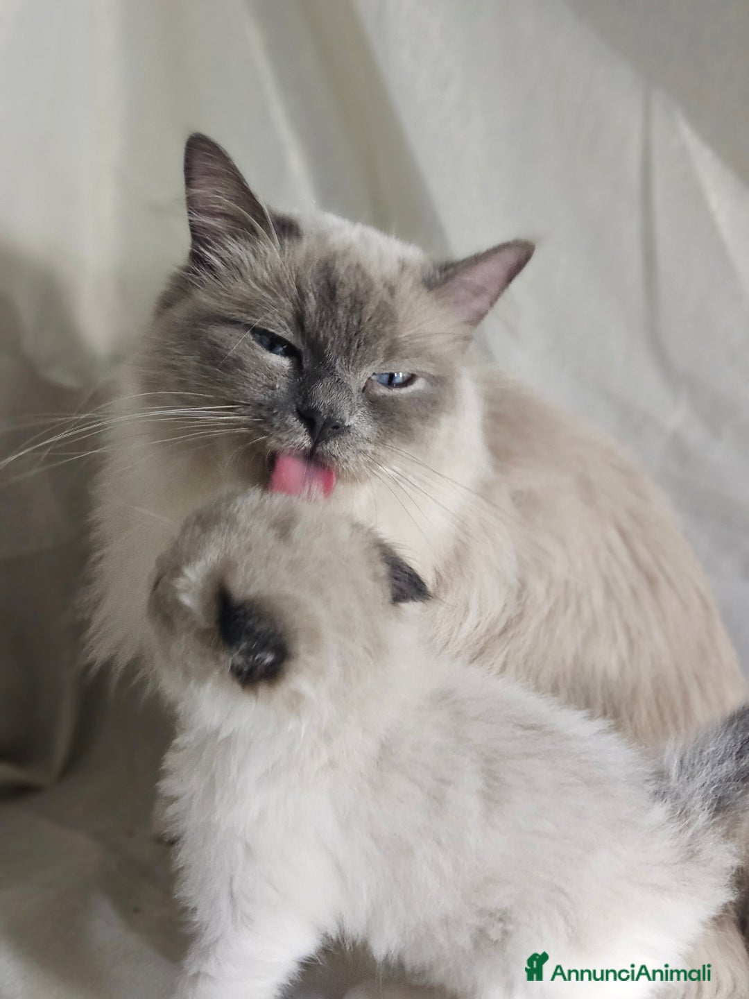 Ragdoll gatti in vendita: Stupenda cucciolata Ragdoll - Annuncio 3