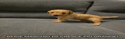 Barboncino cani in vendita: Barboncino  a Provincia di Cosenza - Annuncio 4