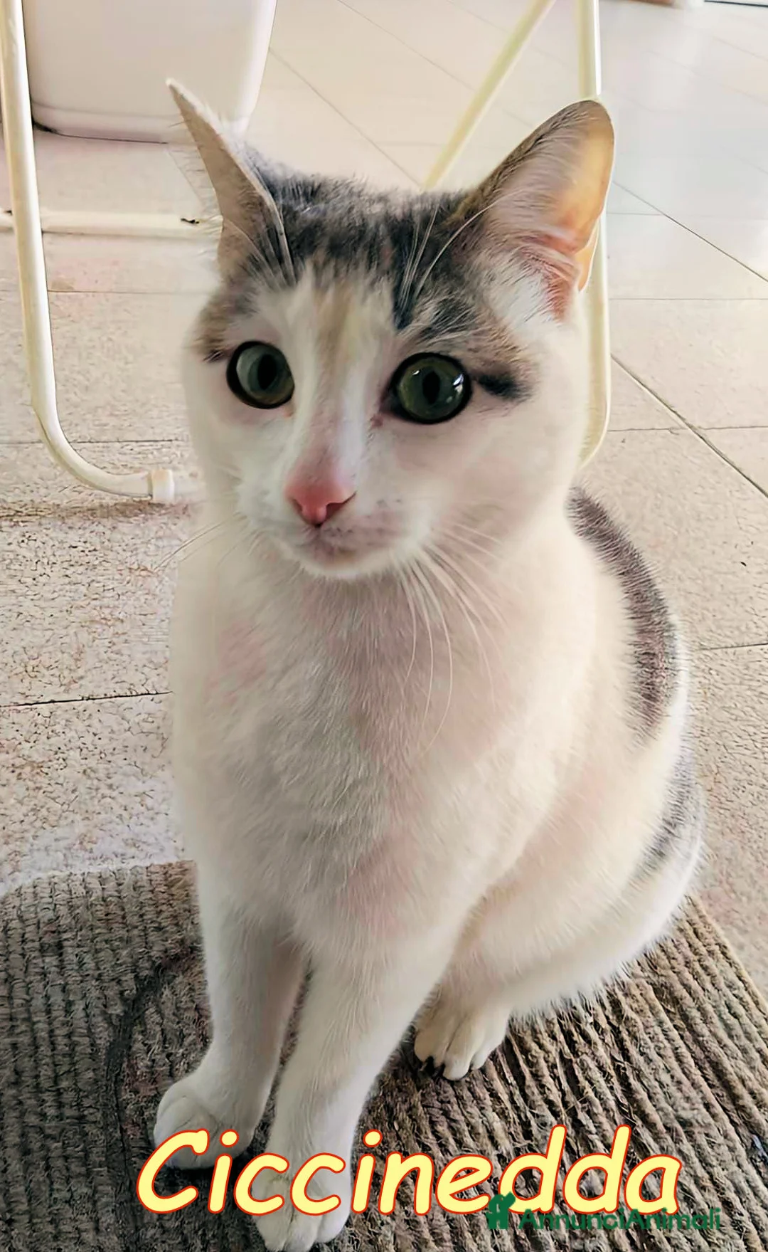 Europeo gatti in regalo: CICCINEDDA GATTINA DOLCISSIMA CERCA CASA  - Annuncio 2