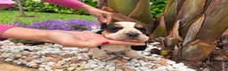 Bassethound cani in vendita: Cuccioli Bassethound - Annuncio 8