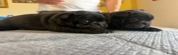 Bulldog Francese cani in vendita: bulldog francese bull dog animali - Annuncio 16