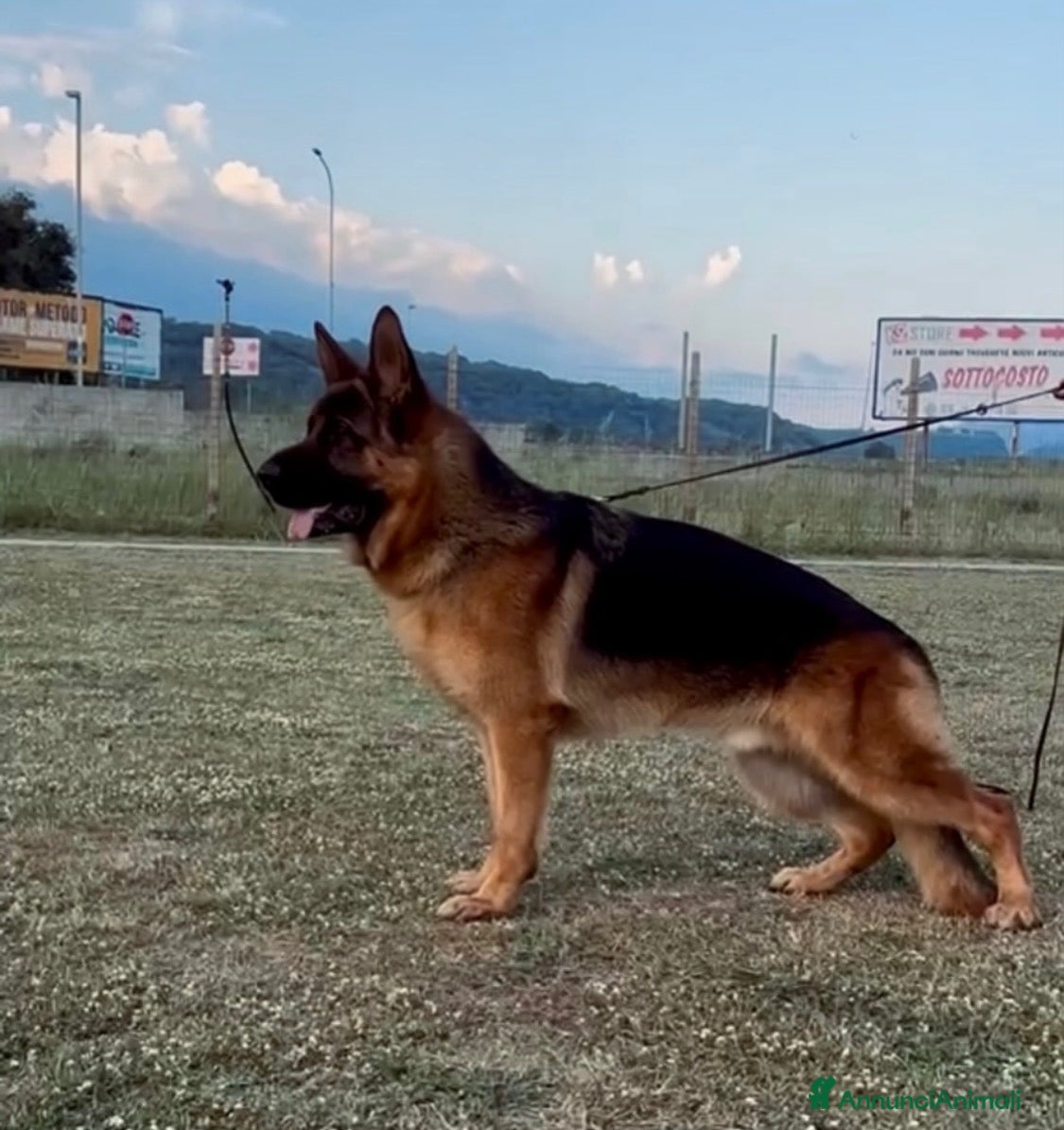 Pastore Tedesco cani per accoppiamento: Monta figlio di quinto della valcu. inf 3405199831 a Città Metropolitana di Bari - Annuncio 2