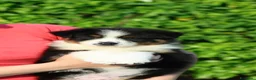 Australian Shepherd cani in vendita: Cuccioli di pastore australiano  - Annuncio 7