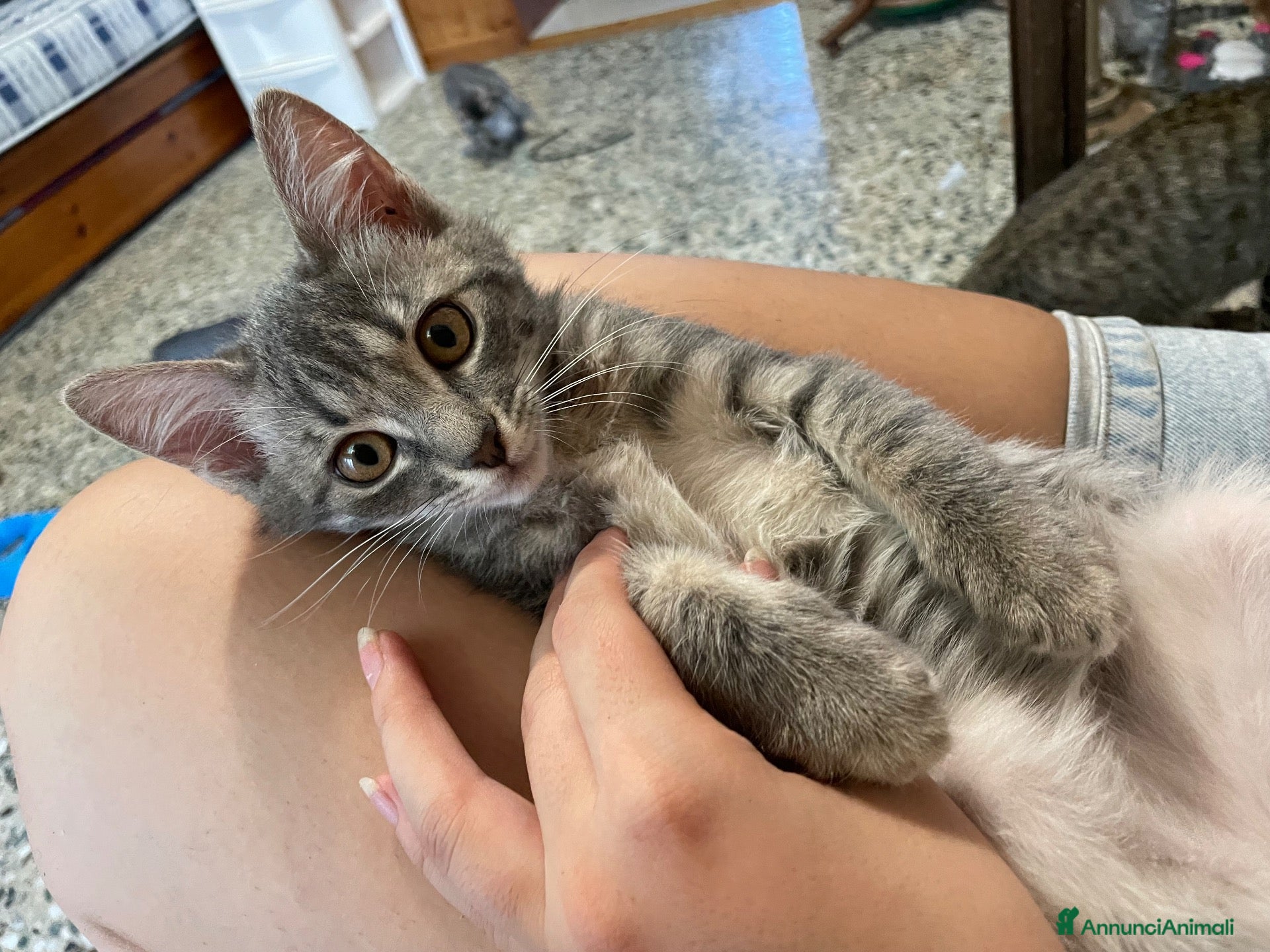 Meticcio gatti Gattina giocosa  - Annuncio 3