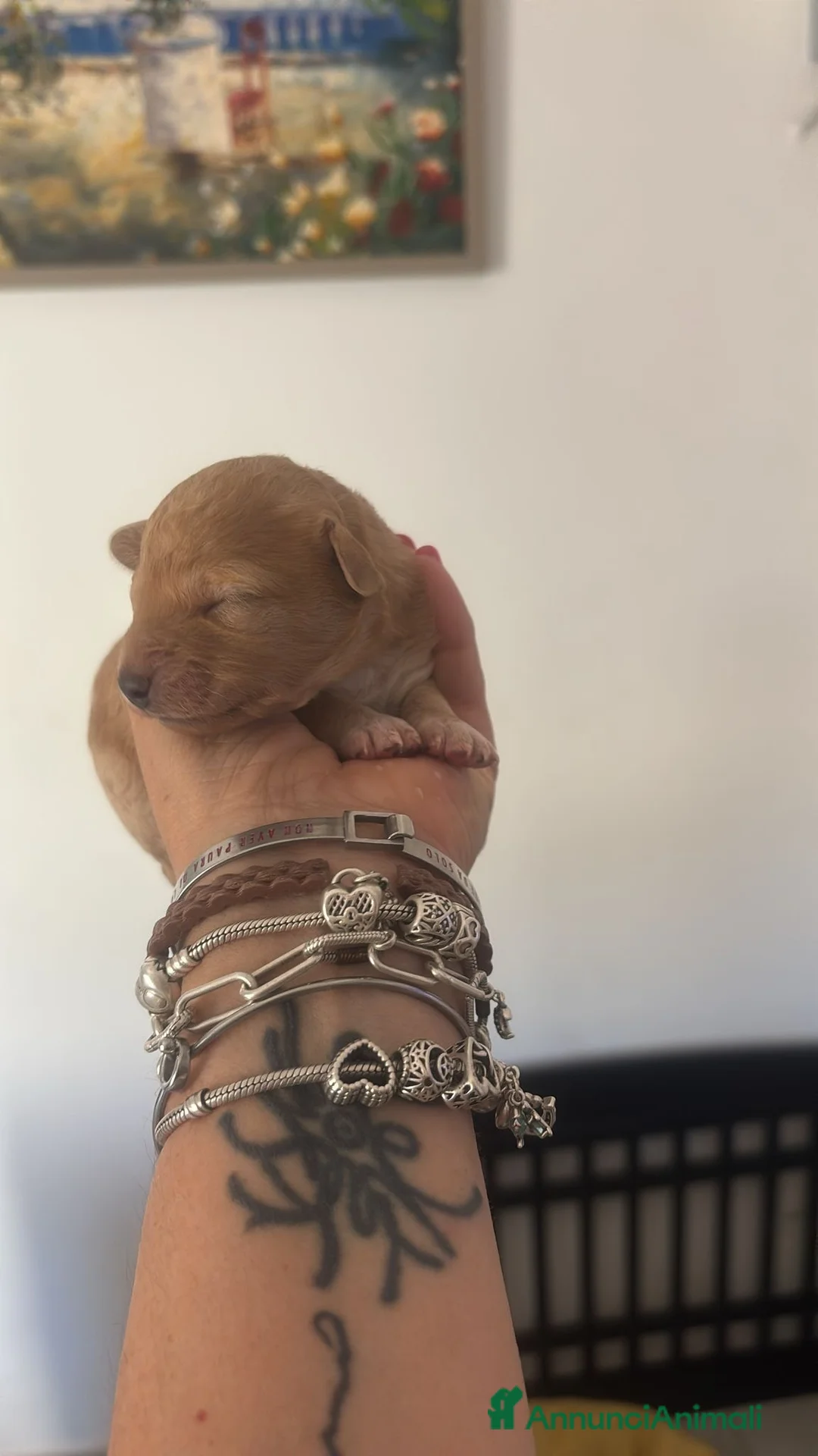 Barboncino cani in vendita: Barboncini - Annuncio 2