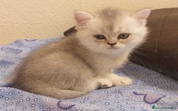 British gatti in vendita: Cuccioli British/Scottish  - Immagine 15