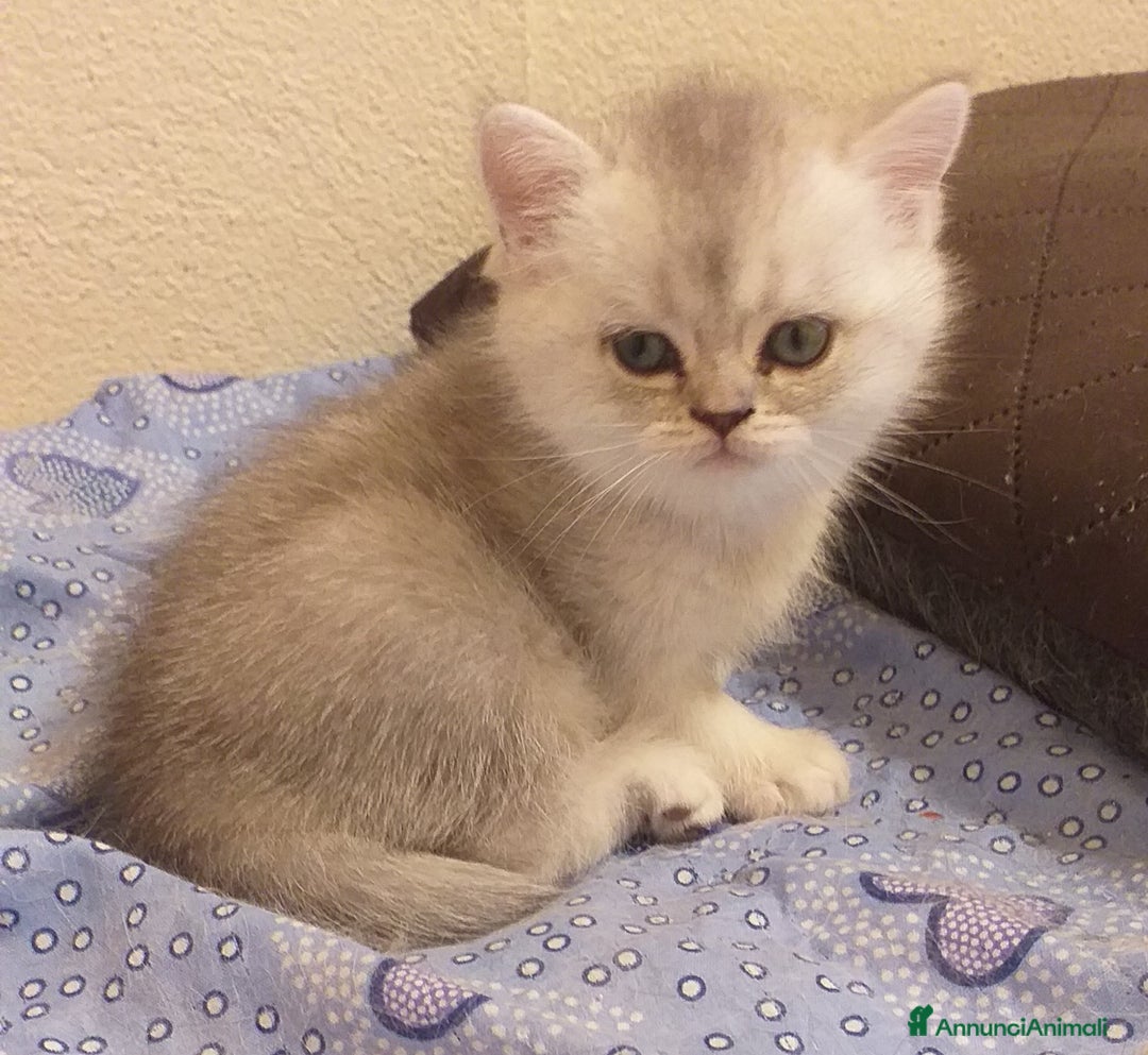 British gatti in vendita: Cuccioli British/Scottish  - Annuncio 15