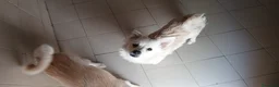 Meticcio cani in regalo: IL DOLCE BISCOTTO HA BISOGNO DI UNA MAMMA - Annuncio 2