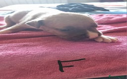 Pitbull cani in vendita: Cuccioli di pitbull a Città Metropolitana di Genova - Immagine 14