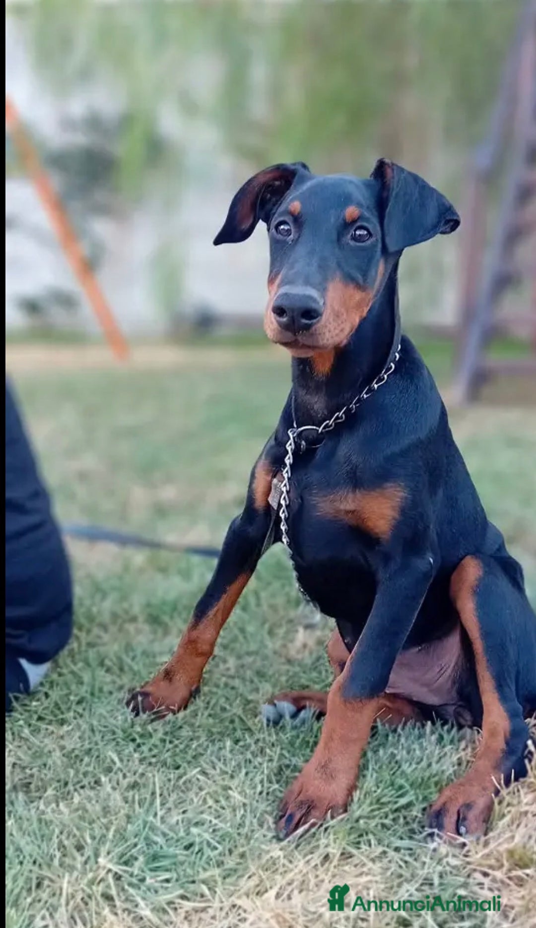 Dobermann cani in vendita: Cuccioli di dobermann - Annuncio 3