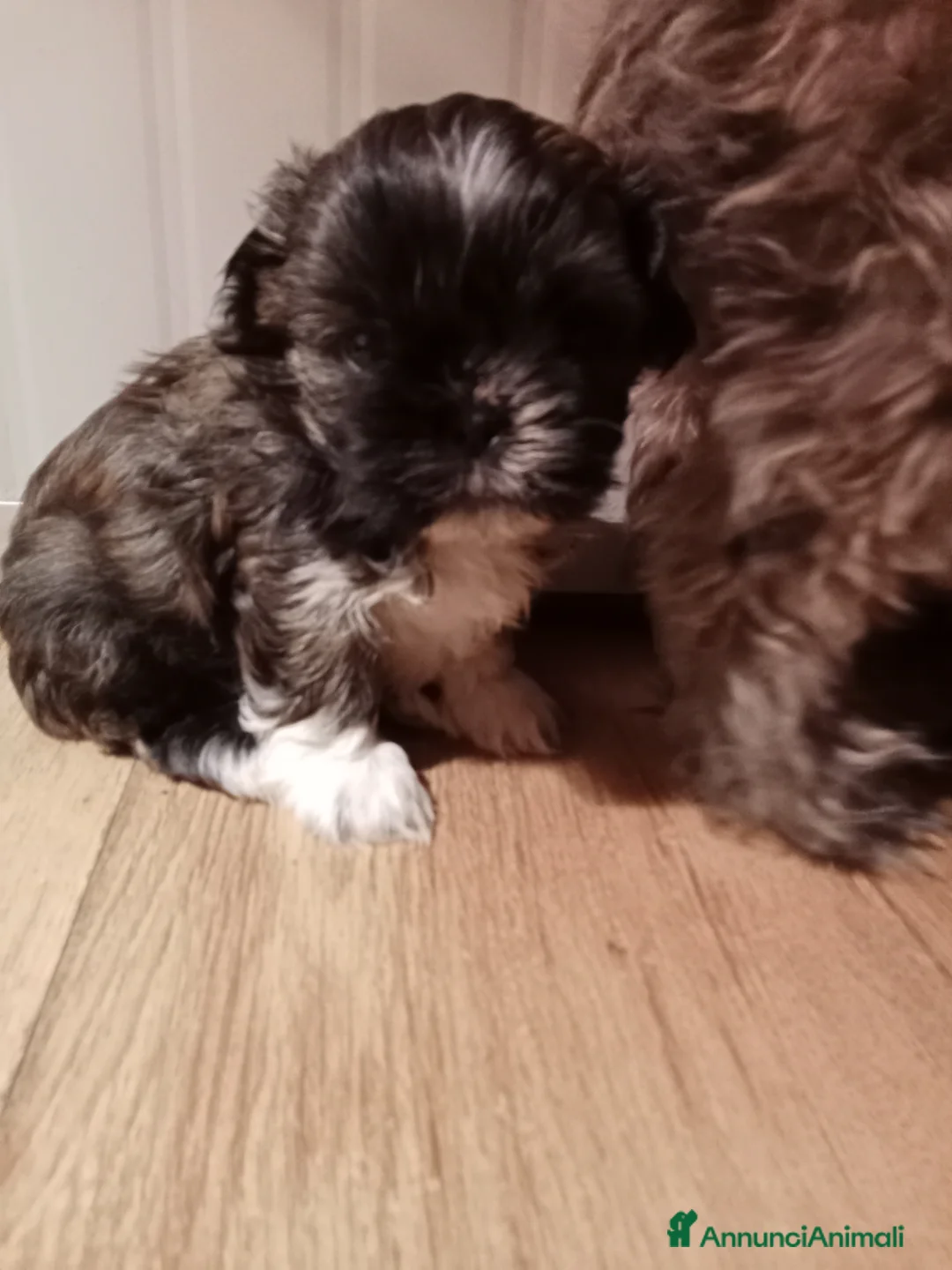 Shih Tzu cani in vendita: Splendidi cuccioli di Shitzu  - Annuncio 12