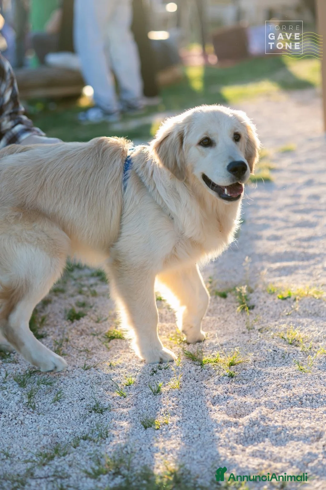 Golden Retriever cani in vendita: Golden retriver americano con pedigree enci a Città Metropolitana di Bari - Annuncio 2