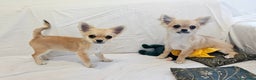 Chihuahua cani in vendita: Chihuahua maschio a pelo lungo con Pedegree  - Annuncio 3