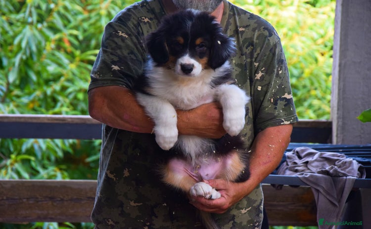 Australian Shepherd cani a Provincia di Pistoia - Annuncio 8