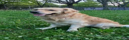 Golden Retriever cani per accoppiamento: Golden Retriver per accoppiamento - Annuncio 2