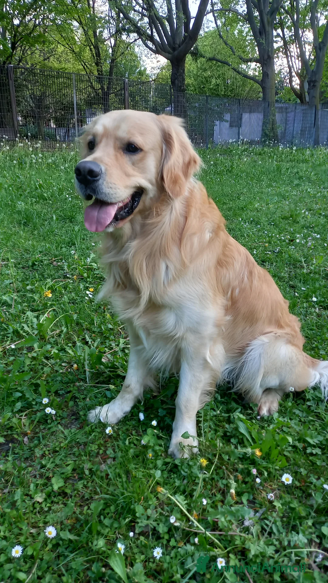 Golden Retriever cani per accoppiamento: Golden Retriver per accoppiamento - Annuncio 2
