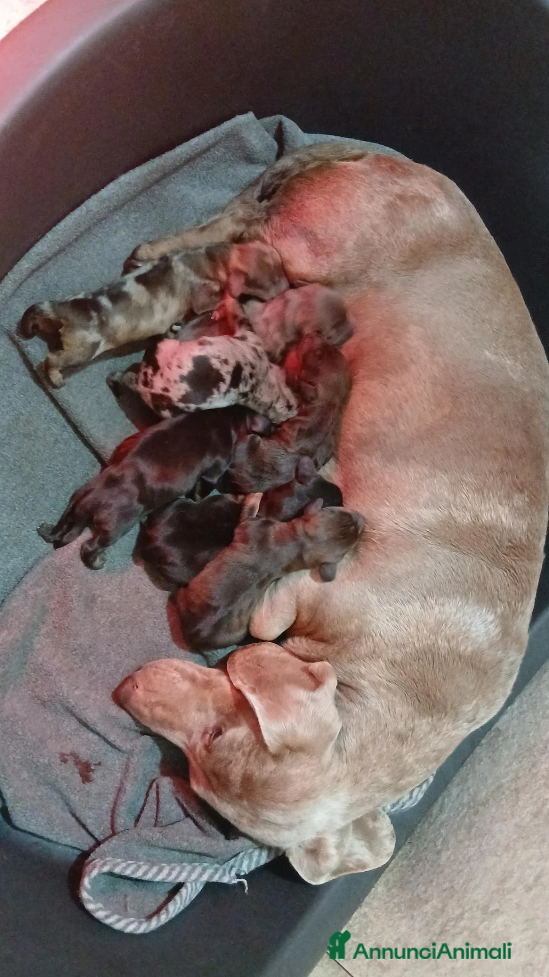 Bassotto cani in vendita: Bassotto  - Annuncio 1