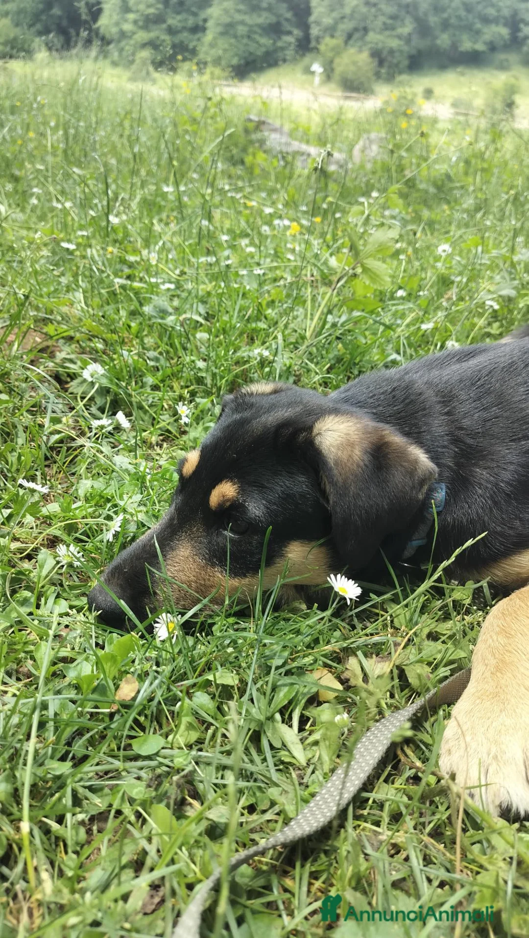 Meticcio cani in regalo: Cucciolo cerca casa - Annuncio 3