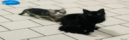 Europeo gatti in regalo: Gattina nera 2 anni sterilizzata  - Annuncio 3