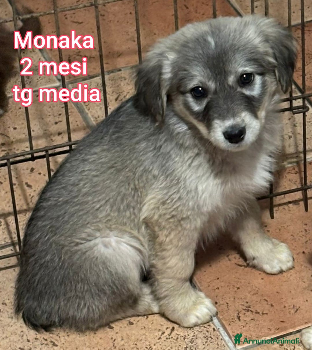 Meticcio cani in regalo: CUCCIOLI CERCANO CASA E AMORE  - Annuncio 4