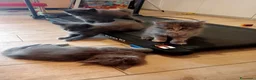 Maine Coon gatti in vendita: Maine Coon - Annuncio 3