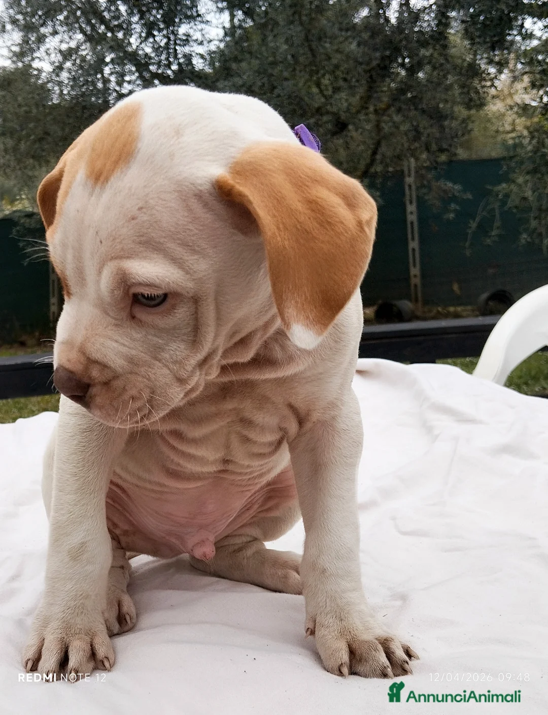 Pitbull cani in vendita: Cuccioli Pitbull Red nose ukc - Annuncio 10