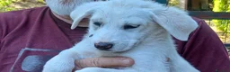 Meticcio cani in regalo: LA BELLA BONITA HA BISOGNO DI UNA MAMMA - Annuncio 1