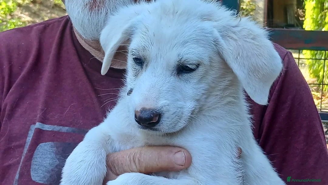 Meticcio cani in regalo: LA BELLA BONITA HA BISOGNO DI UNA MAMMA - Annuncio 1