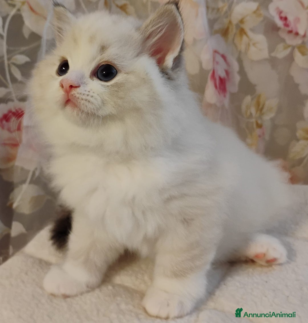 Ragdoll gatti in vendita: Bellissimi cuccioli Ragdoll  a Provincia di Bergamo - Annuncio 7