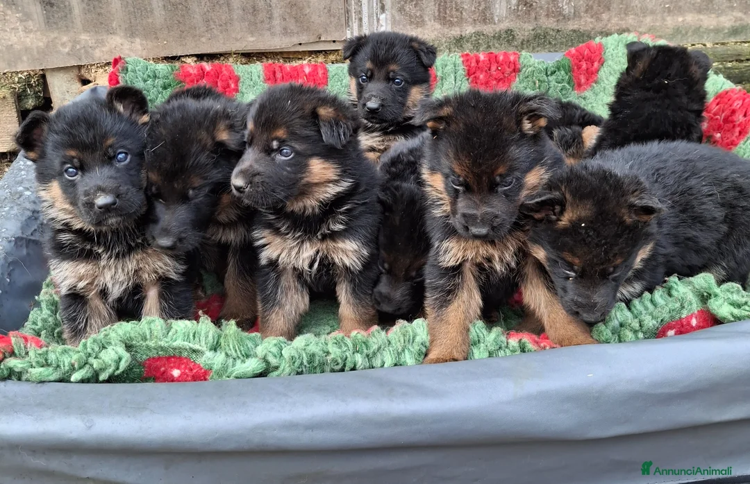 Pastore Tedesco cani in vendita: Pastore Tedesco  - Annuncio 2