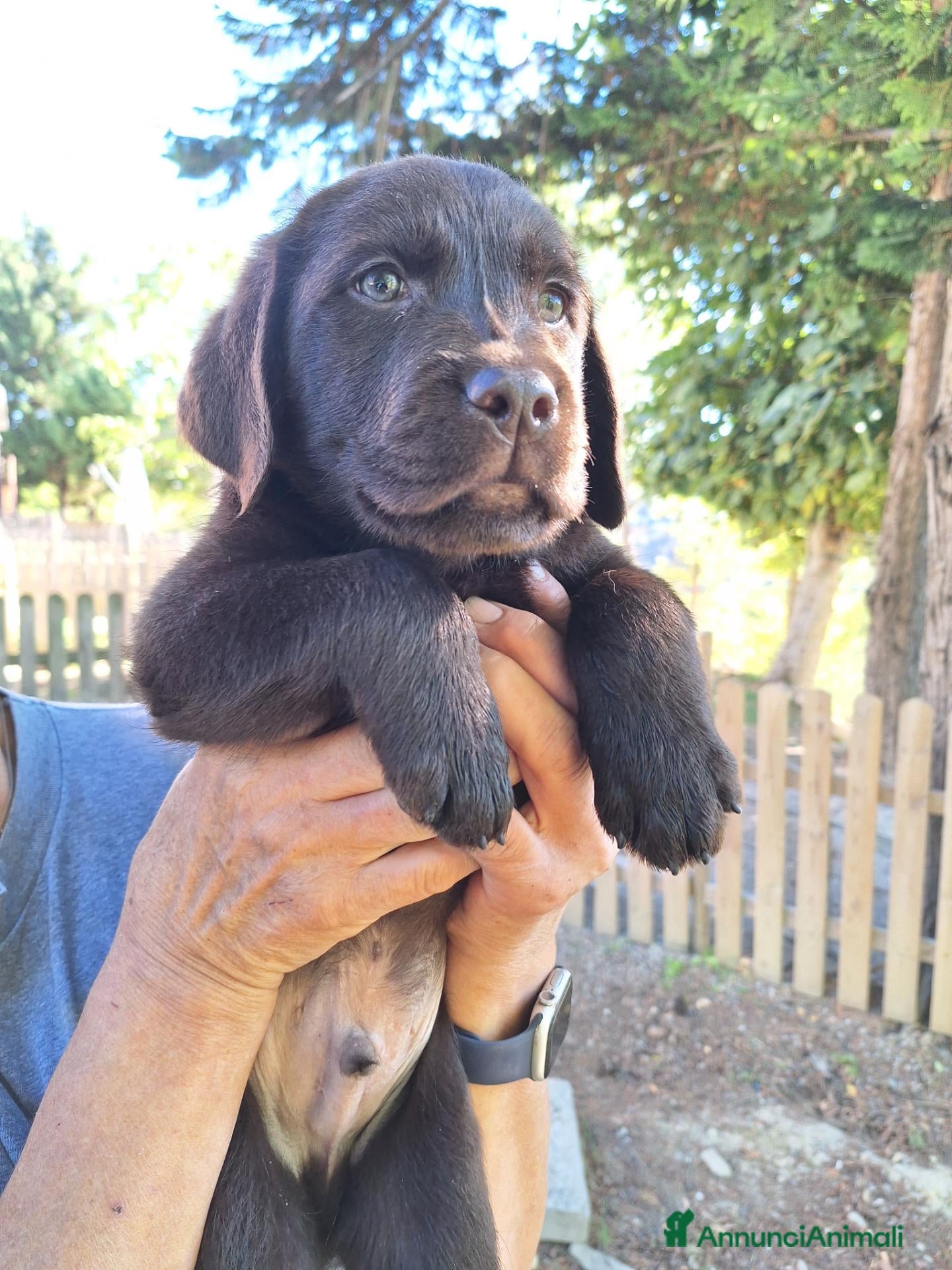 Labrador cani in vendita: Cuccioli Labrador cioccolato  - Annuncio 1