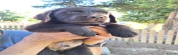Labrador cani in vendita: Cuccioli Labrador cioccolato  a Città Metropolitana di Bologna - Annuncio 1