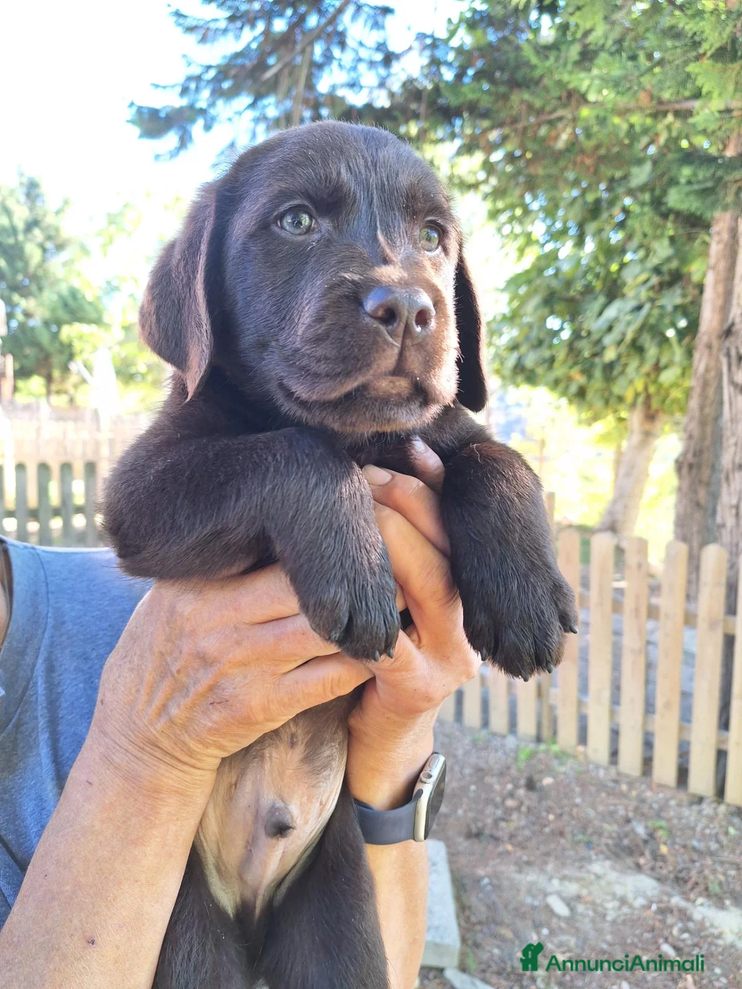 Labrador cani in vendita: Cuccioli Labrador cioccolato  a Città Metropolitana di Bologna - Annuncio 1