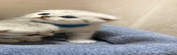 British gatti in vendita: Scottish fold sthrait  - Annuncio 5