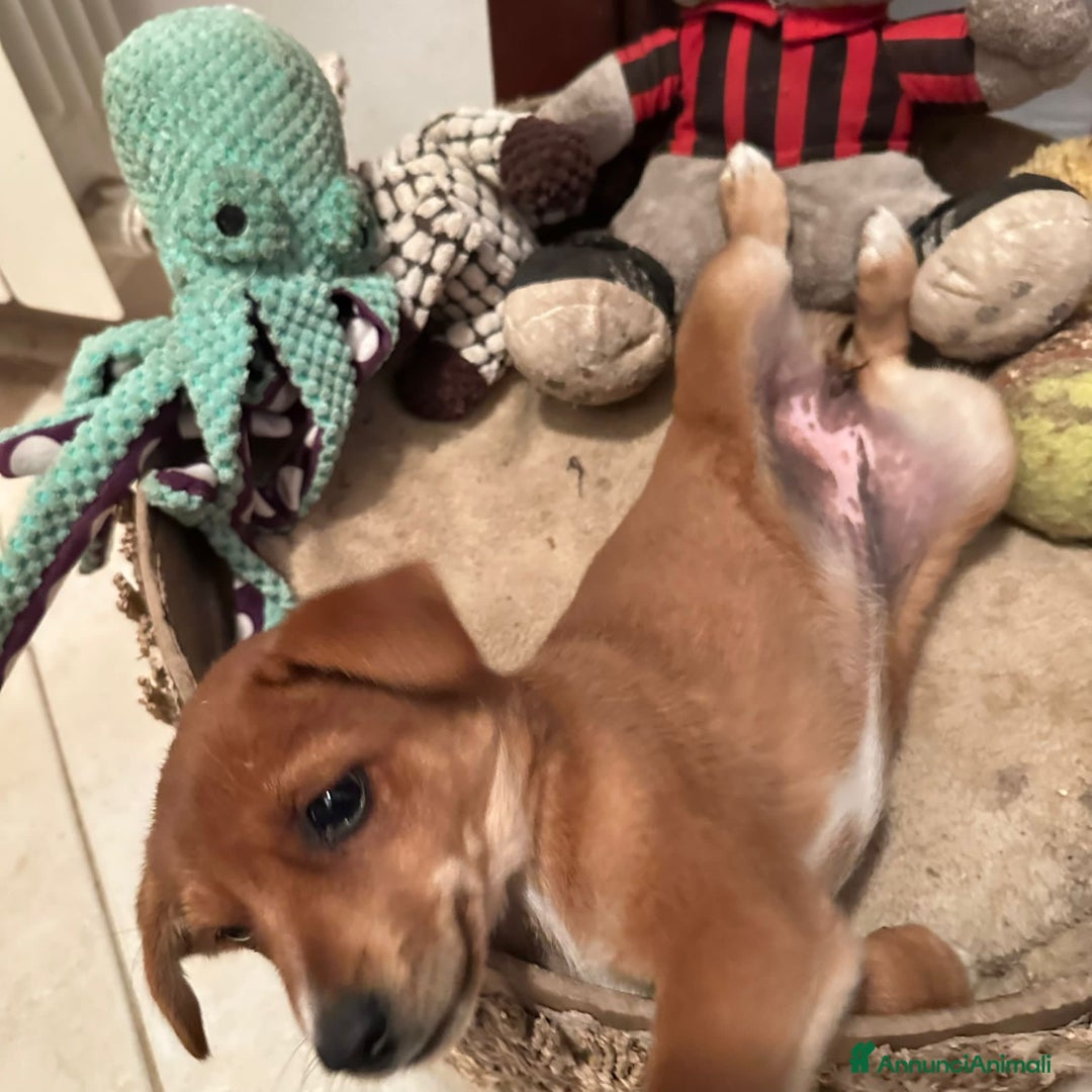 Meticcio cani in regalo: ORNELLA 🩷 -cucciola, dolcezza fatta a cagnolina😍 - Annuncio 7