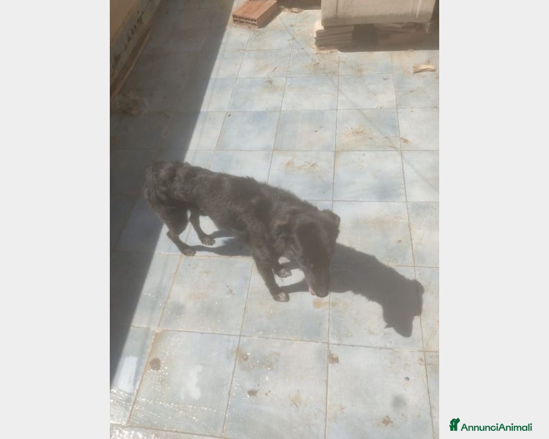 Meticcio cani in regalo: 5anni,kg12,neroVIVEVA SUL TETTO!!SICILIA URGE CASA a Milano - Annuncio 6